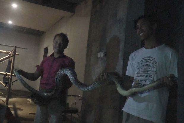 Ular Piton 3 Meter Masuk...