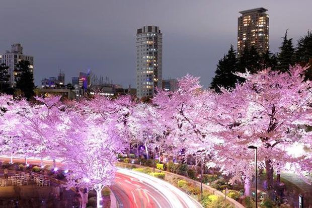 Bunga Sakura Mekar Lebih...