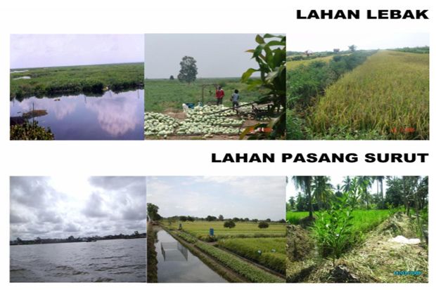 Potensi Lahan Rawa Pasang...