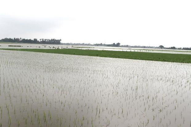 Di Banten 385 Hektare...