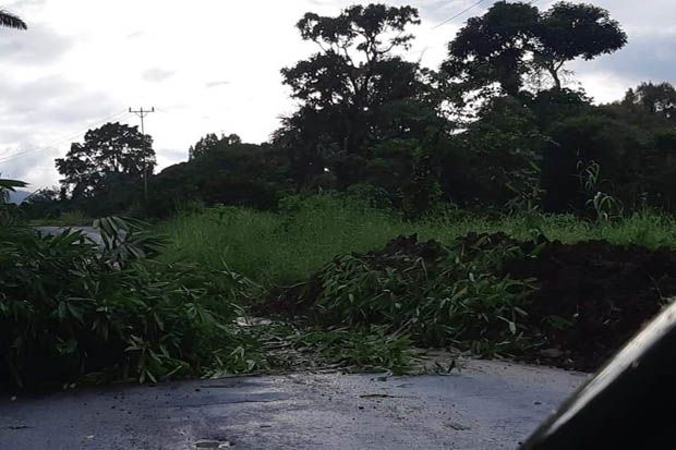 Ada Pohon Tumbang, Ruas...