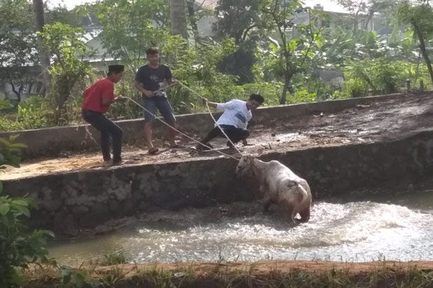 Sapi Ini Mengamuk Saat...