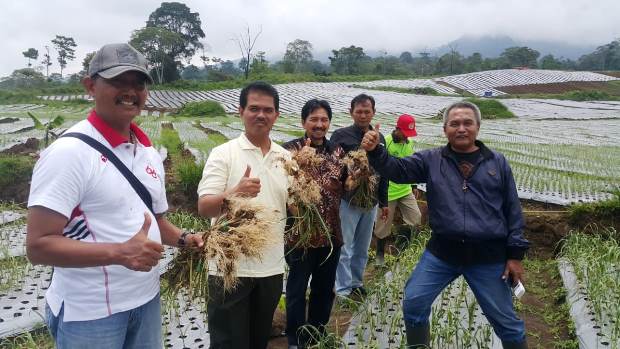 Program Tanam Bawang...