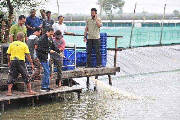 Jokowi Panen Raya Udang...