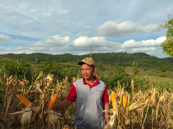 Sedang Panen Raya, Petani...