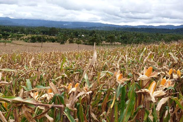 Impor Jagung di Tengah...