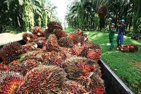 Darmin: Pencekalan Sawit...