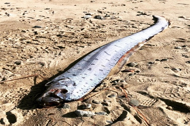 Oarfish Muncul di Jepang,...