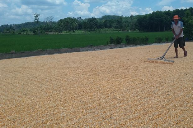 Petani Pangan Diminta...