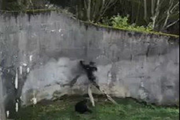 Dahan Dijadikan Tangga,...