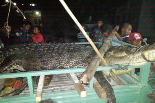 Buaya Pemangsa Manusia...