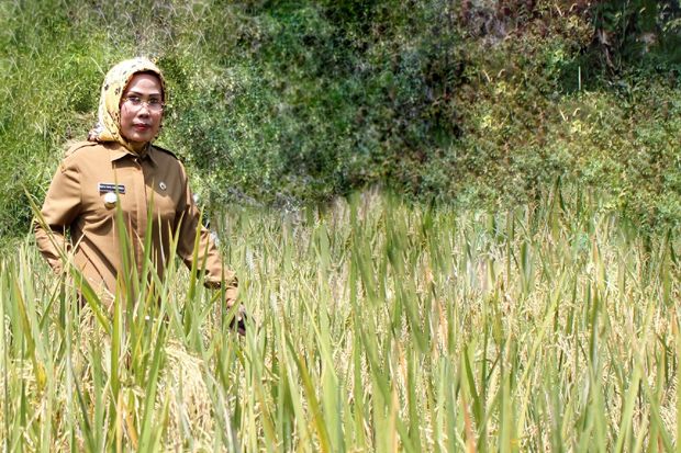 Produksi Pangan Kabupaten...