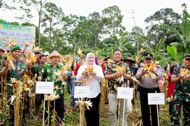 Produksi Jagung di Kabupaten...