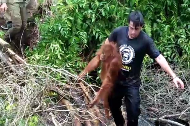 Nyasar di Kebun Sawit,...