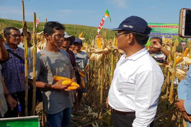 Panen Raya Jagung di...