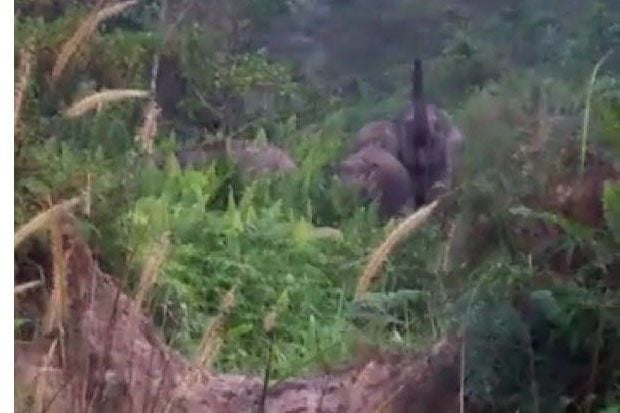 Kawanan Gajah Masuki...