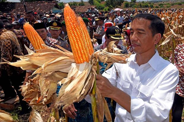 Soal Impor Jagung, Pengamat...