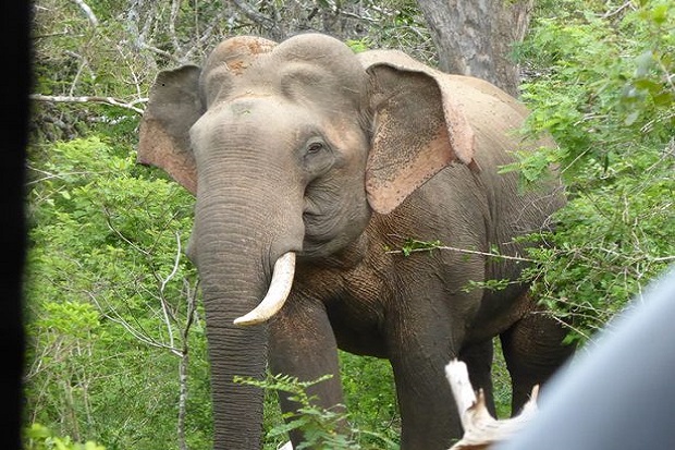 Terlalu Banyak, Gajah...