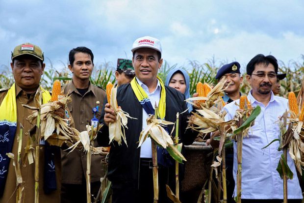 Amran Panen Jagung Seluas...