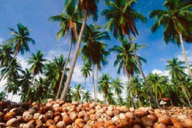 RI Penghasil Kelapa...