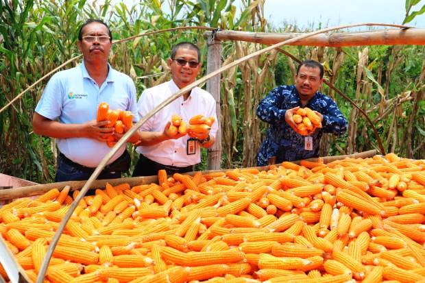 Masuk Panen Raya, Bupati...