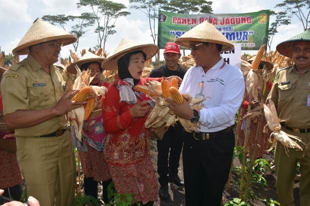 Jagung di Blitar Melimpah,...