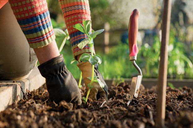 Berkebun dan Menyanyi...