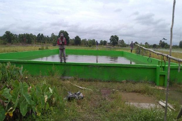 Petani Kapuas Manfaatkan...