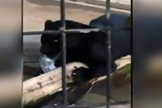 Jaguar Serang Wanita...