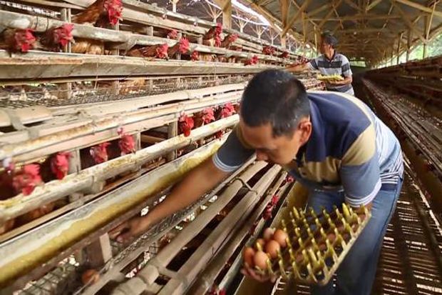 Harga Daging Ayam Stabil,...