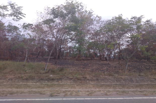 Pelaku Pembakaran Hutan...