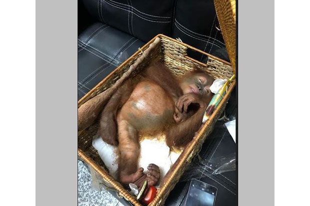 Dicekoki Obat Tidur,...