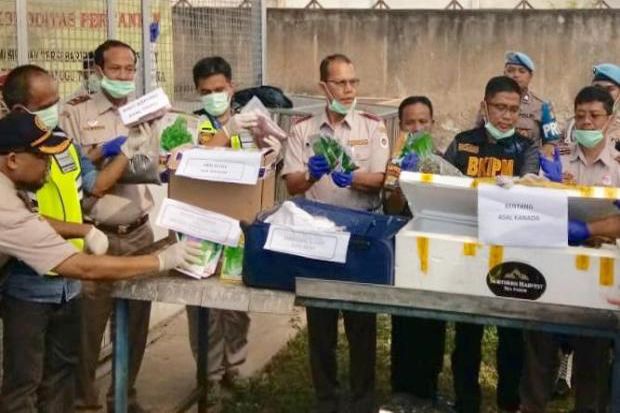 Kementan Musnahkan Benih...