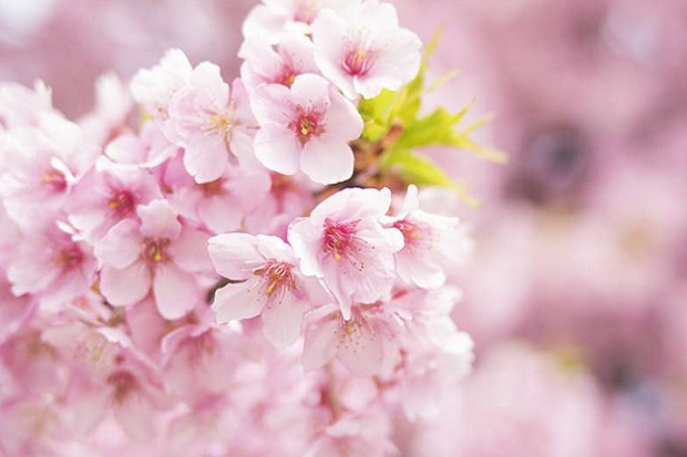 Cherry Blossom Tokyo...