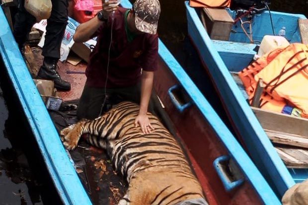 Menteri LHK: Harimau...