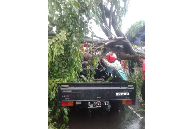 Tertimpa Pohon Tumbang,...