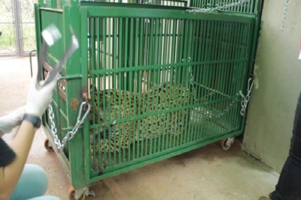 Ini Jaguar Pertama di...