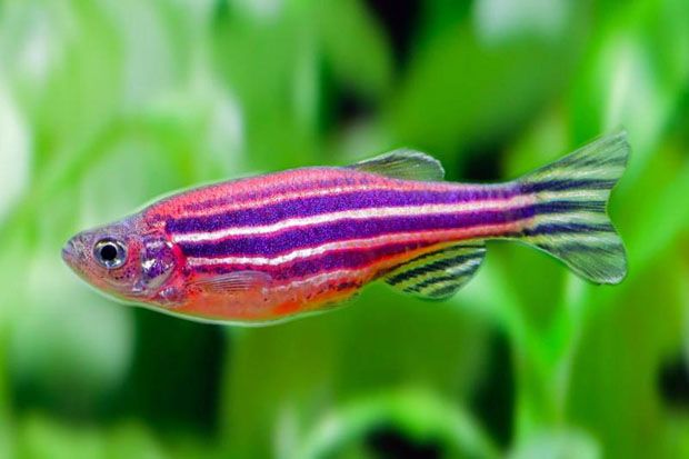 Ikan Zebra Jadi Harapan...