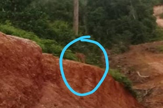 Harimau Sumatera Muncul...