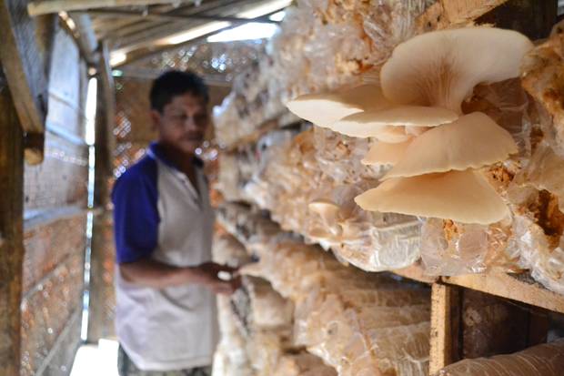 Jamur Merang Penggerak...