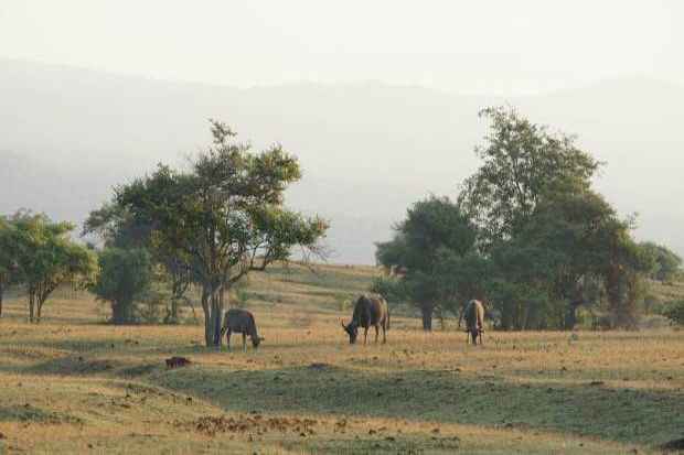 Savana Doro Ncanga,...