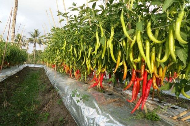 Petani Cabai Ciwidey...
