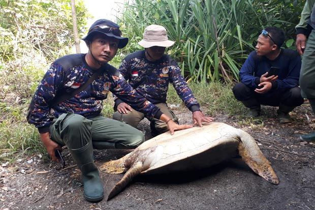 BKSDA Terus Pantau Perburuan...