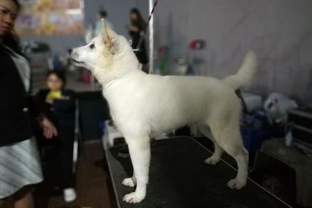 Pengembangan Anjing...