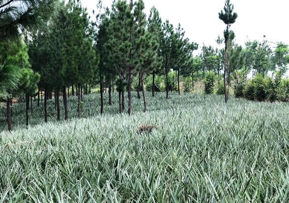 Kementan Inisiasi Kebun...
