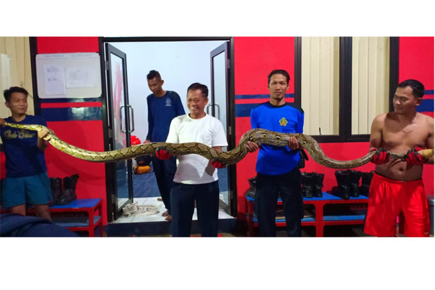 Ngeri, Ular Sanca 4,5...