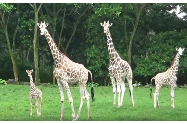 Taman Safari Prigen...