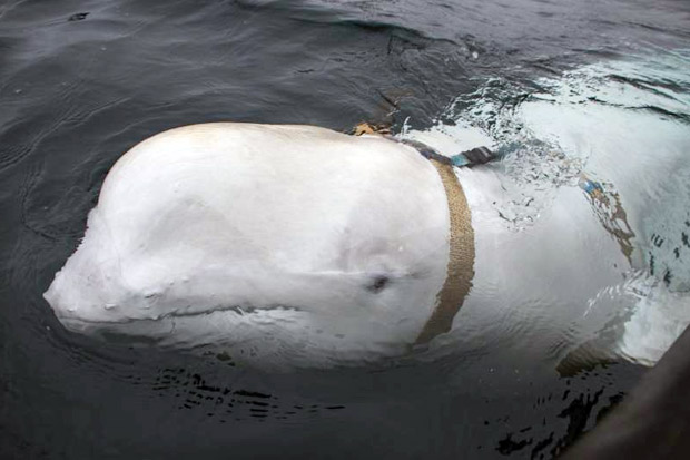 Paus Beluga Bersabuk...
