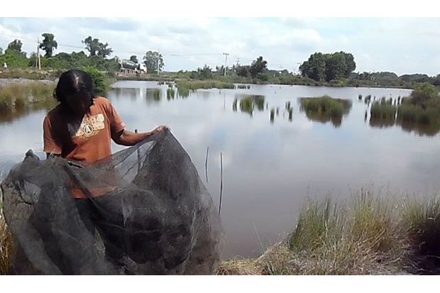 Ratusan Tambak Petani...