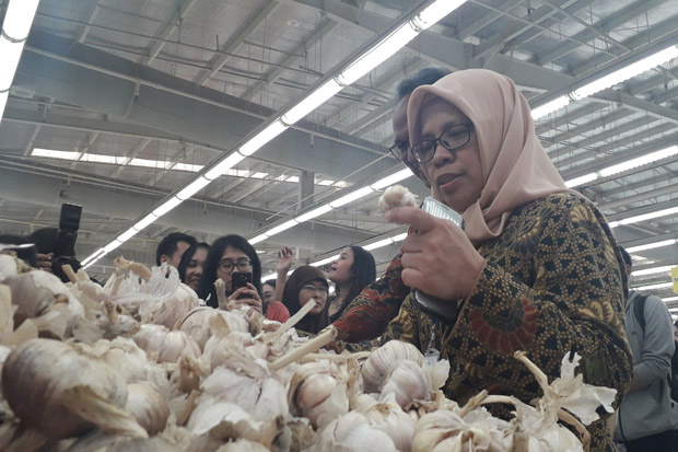 Bawang Putih Impor Busuk...